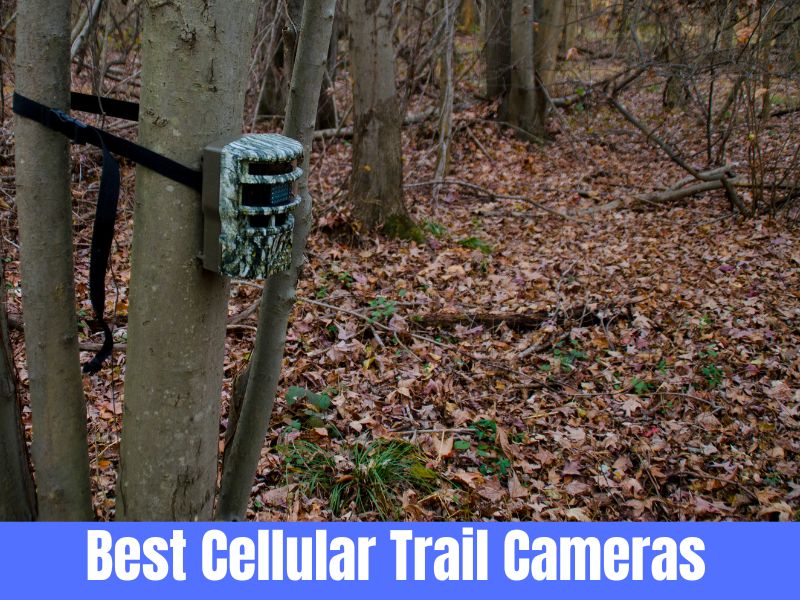 cellular trail cameras